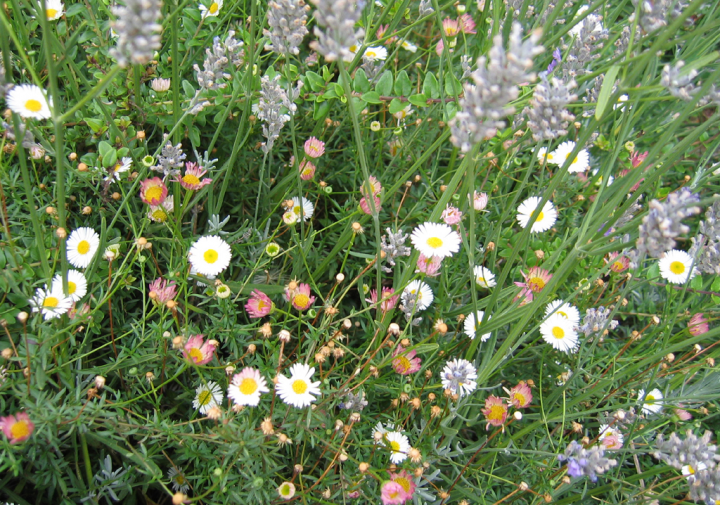 Small blooms against lavender