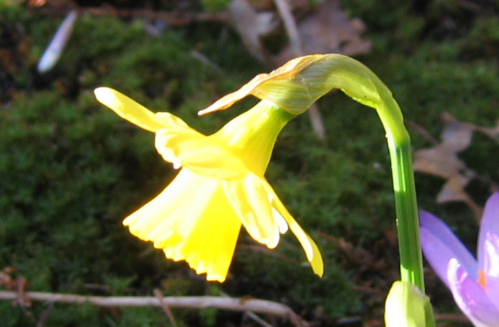 Another illuminated daffodil