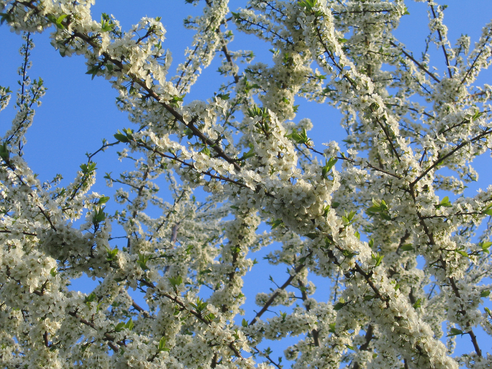 Blooming plum tree