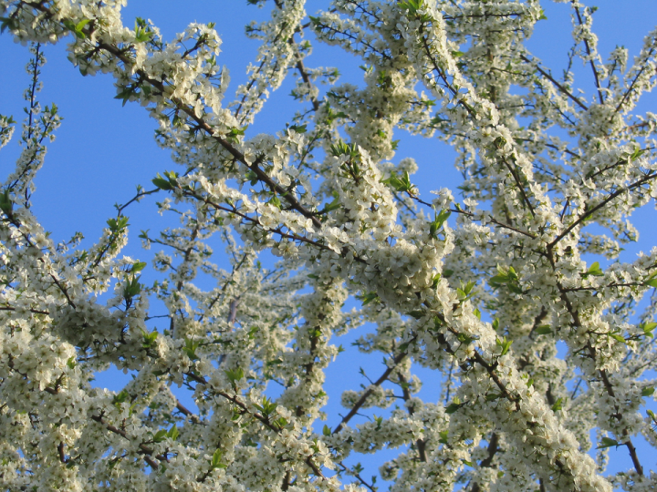 Blooming plum tree