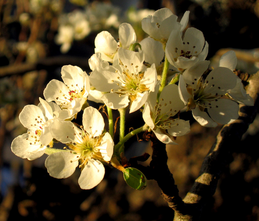 Plum blossoms in spring