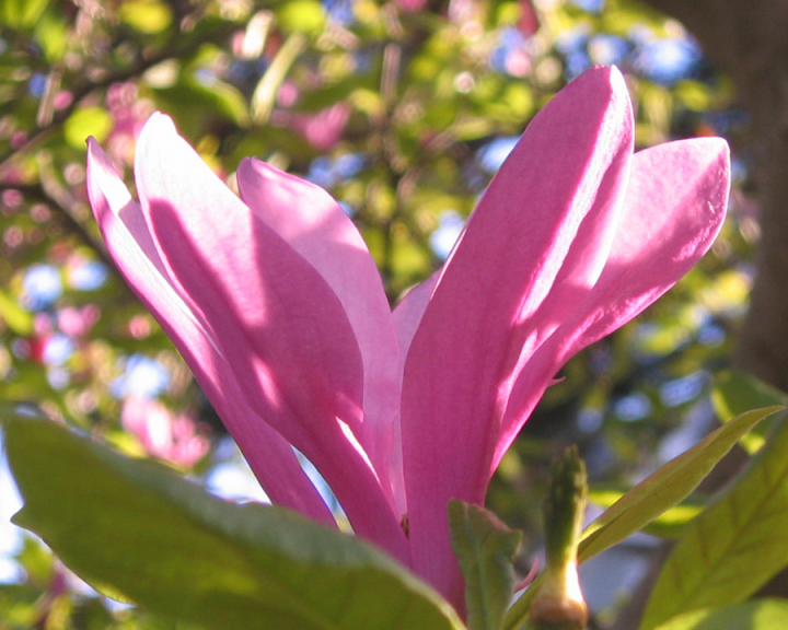 Sunlit magnolia blossom