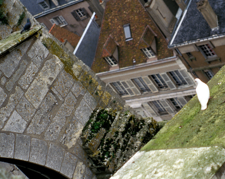 Two pigeons roosting on the flying buttresses of Chartres cathedral