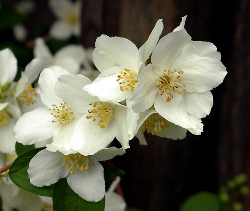 Pacific Northwest Mock Orange