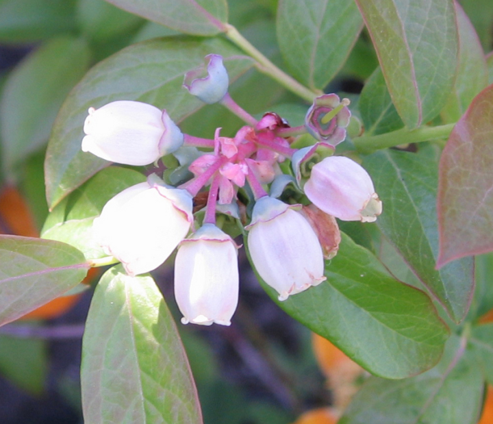 Blueberry flowers