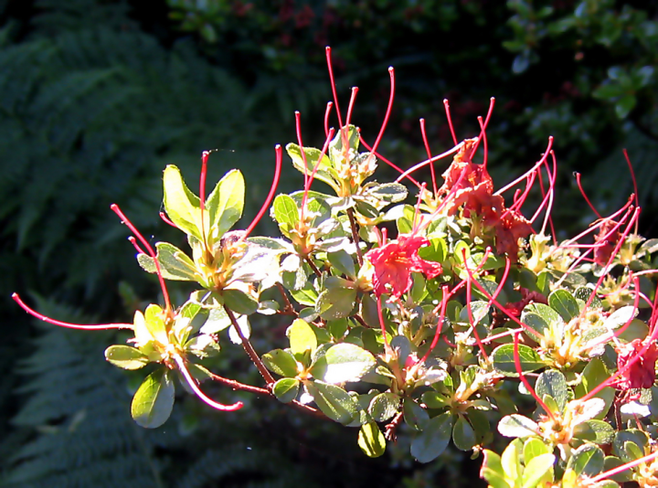 Bare azalea stems