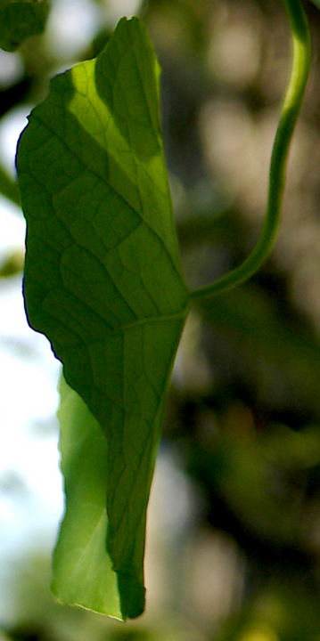 Nasturtium leaves, detail