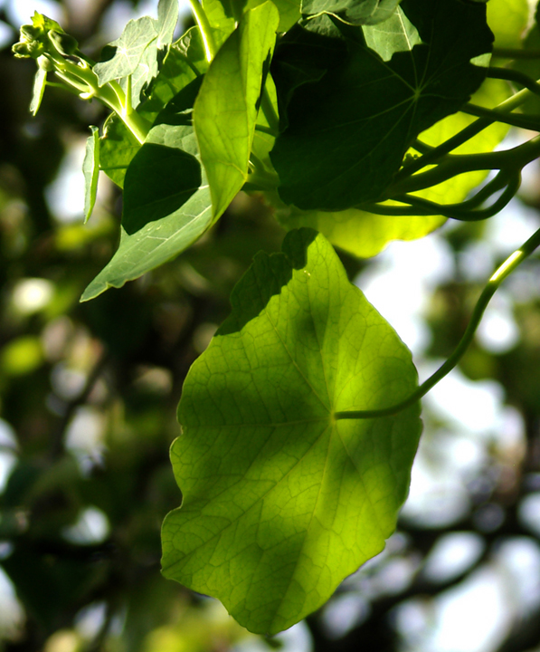 Nasturtium leaves, general view