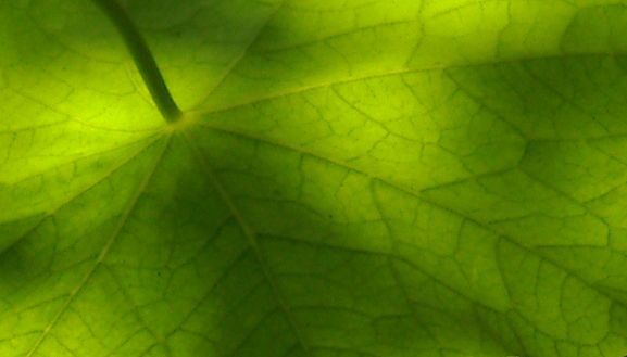 Nasturtium leaves, detail