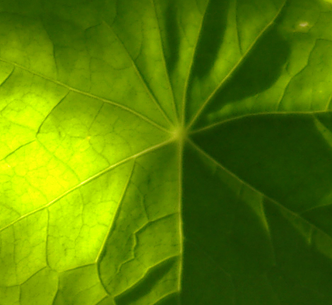 Nasturtium leaves, detail