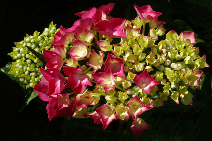 Hydrangea