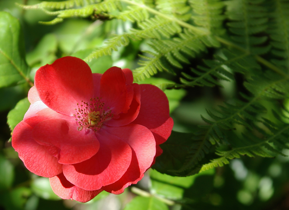 Old rose blossom, dappled
