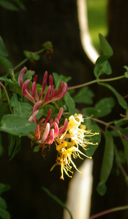 Honeysuckle flowers illuminted by the Sun