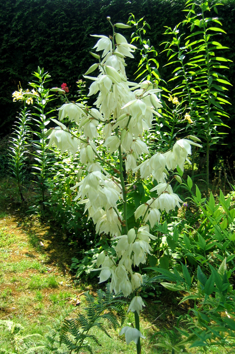 Flowering Yucca