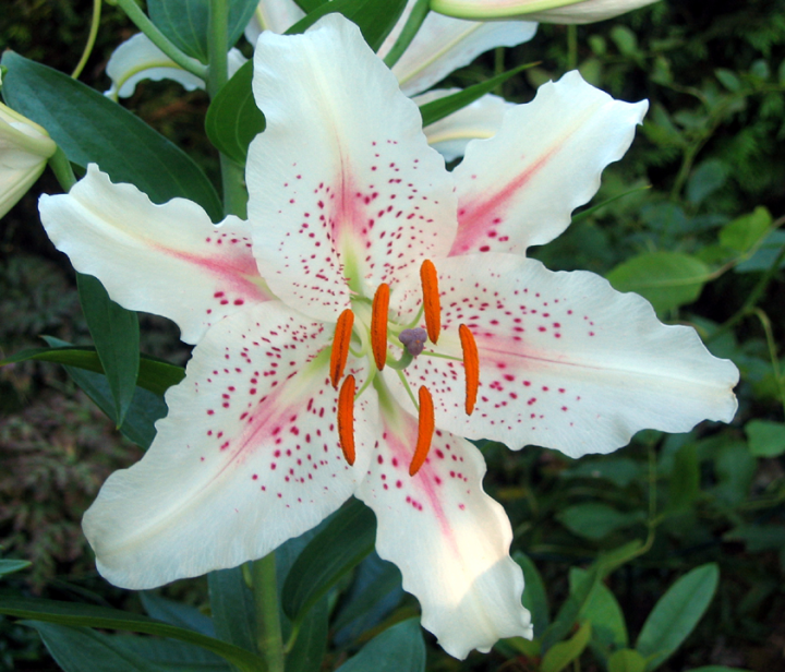 White and pink lily (amateur)