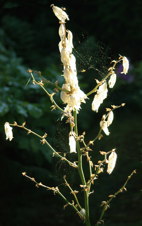 Dead Yucca flowers in sun