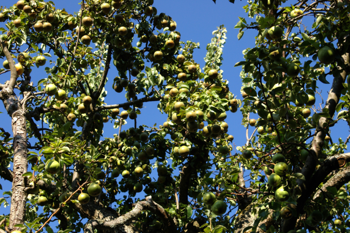 Heavily-laden pear tree, close-up