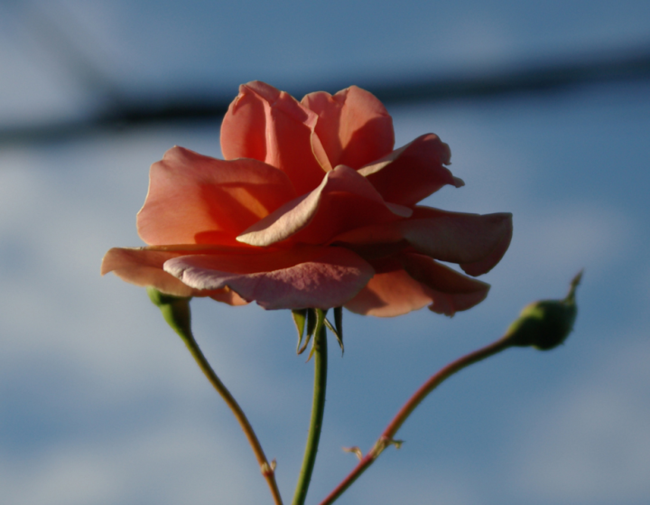 Royal Sunset rose