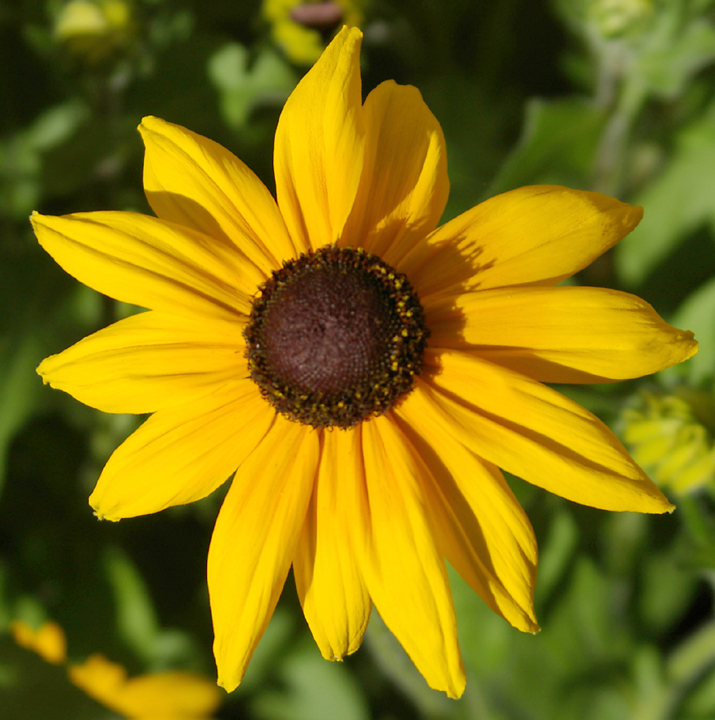 Gloriosa Daisy