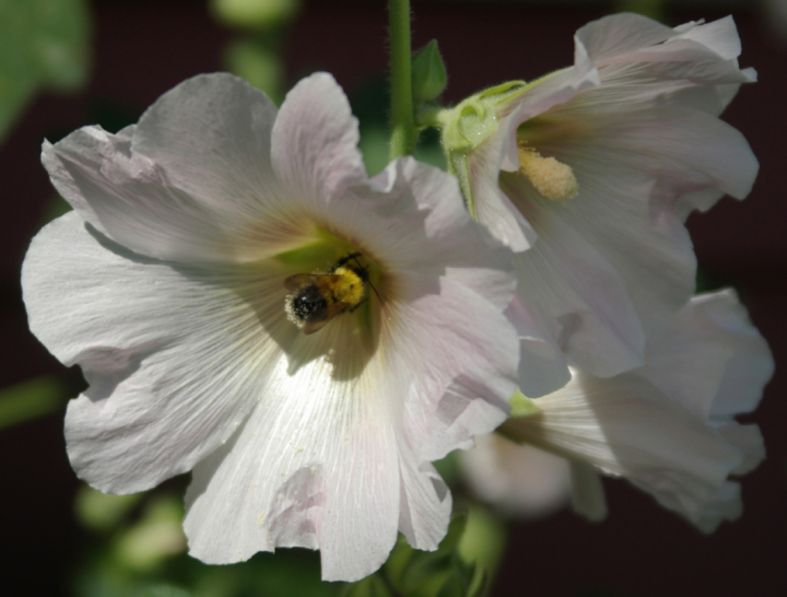 Bee in hollyhock blossom