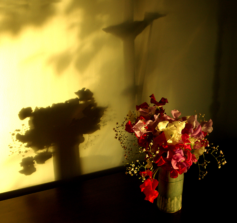 Sweet peas cast shadows in the setting sun