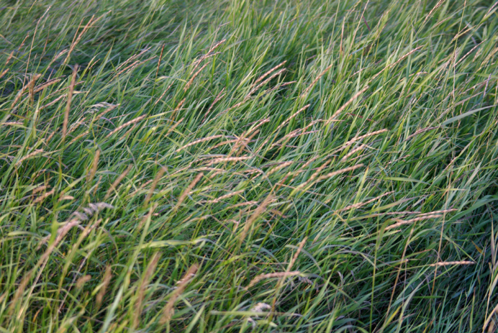 Saskatchwan prairie grass on the skyline at sunset
