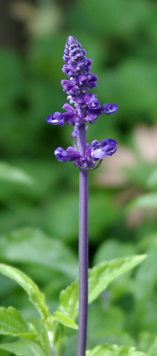 Violet Salvia sprout.