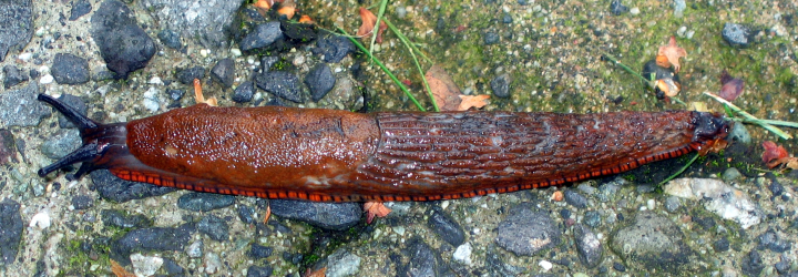 Vancouver slug