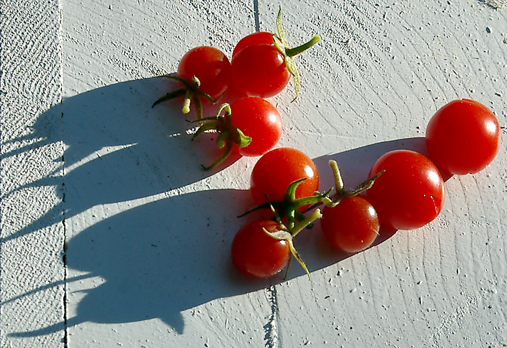 Sunlit cherry tomatoes on white-painted wood