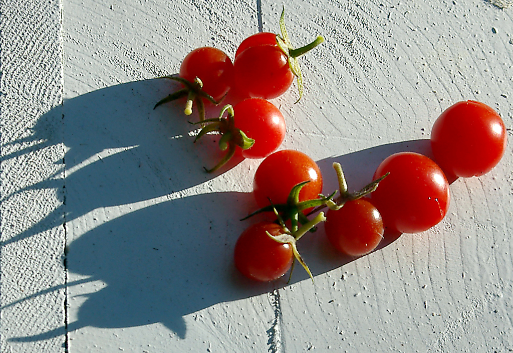 Sunlit cherry tomatoes on white-painted wood