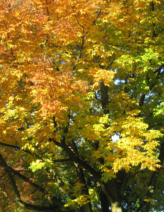 Autumn leaves in Vancouver