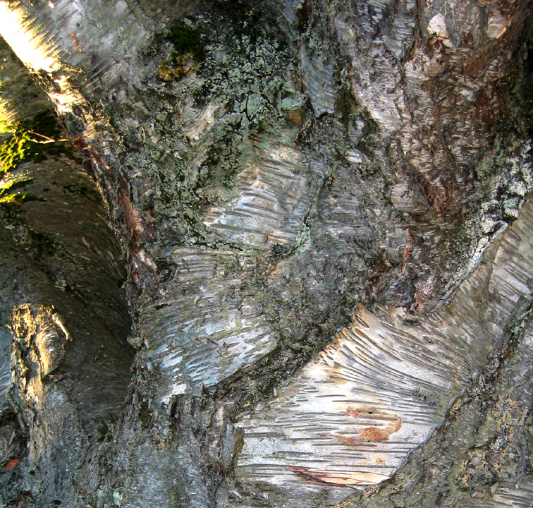 Gnarly tree trunk, nicely lit