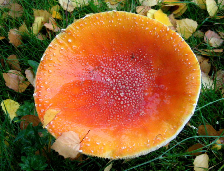 Large orange mushroom