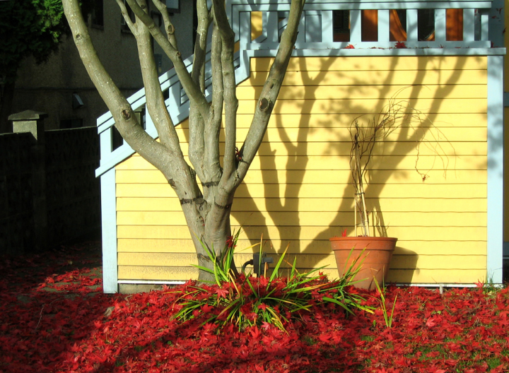 Red autumn leaves and bare tree with shadow on yellow house