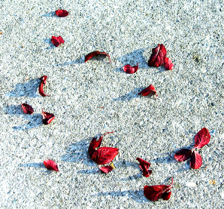 Fallen autumn leaves on pavement