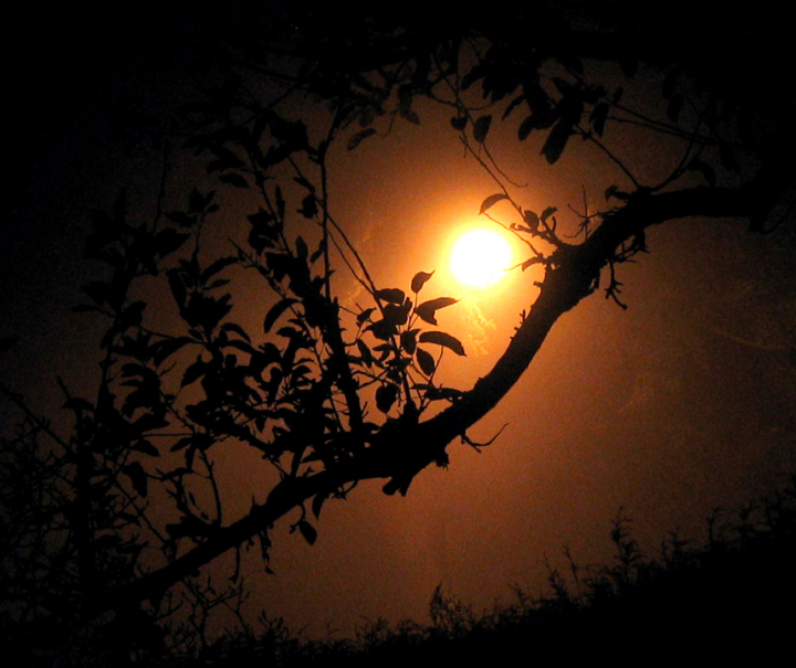 Moon at night through the trees