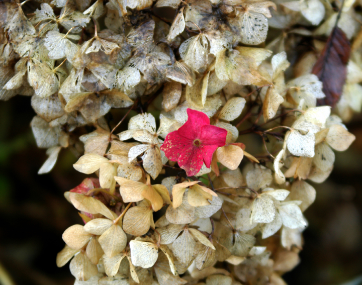 Ruins of a pink hydrangea blossom