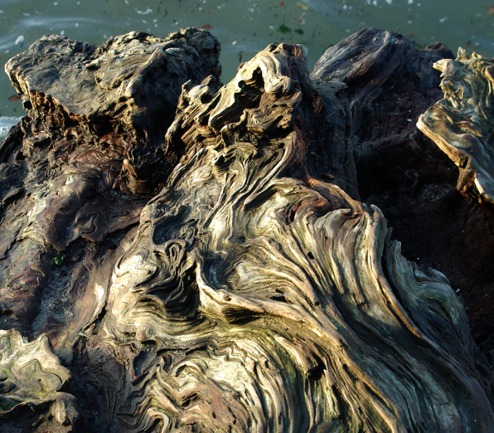 Detail of a giant fallen drift-log