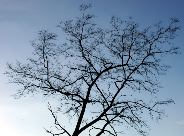 Beachfront tree silhouetted