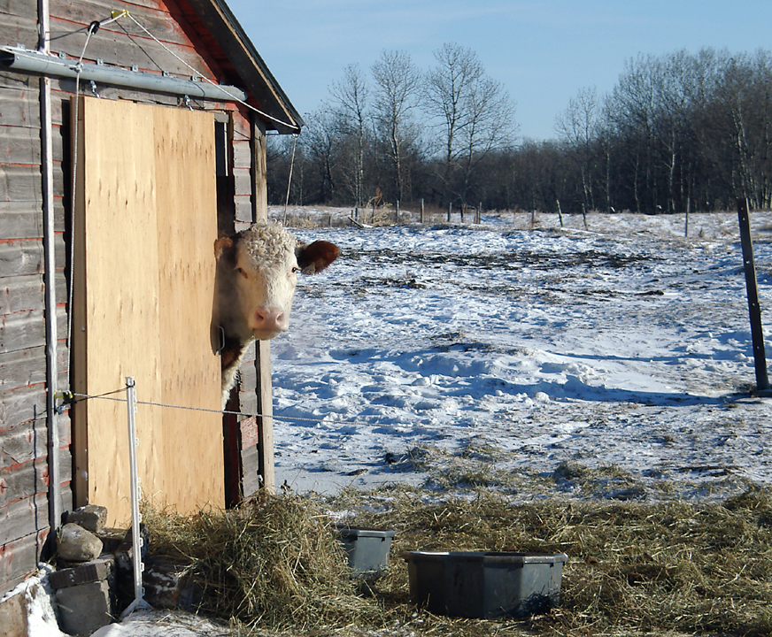 Hereford peeking out of a barn in Saskatchewan snowscape