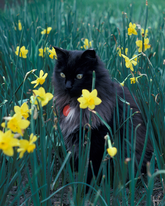 Black long-haired cat with yellow daffodils