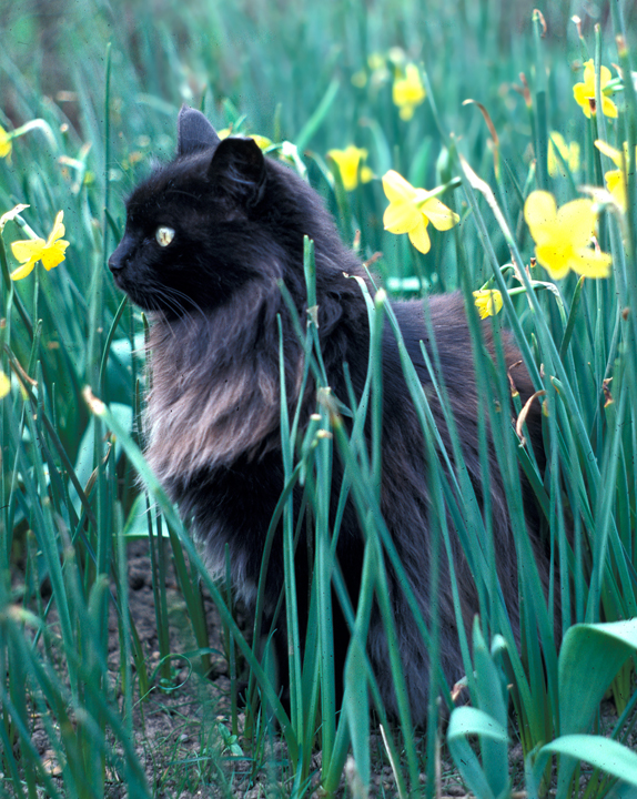 Black long-haired cat with yellow daffodils