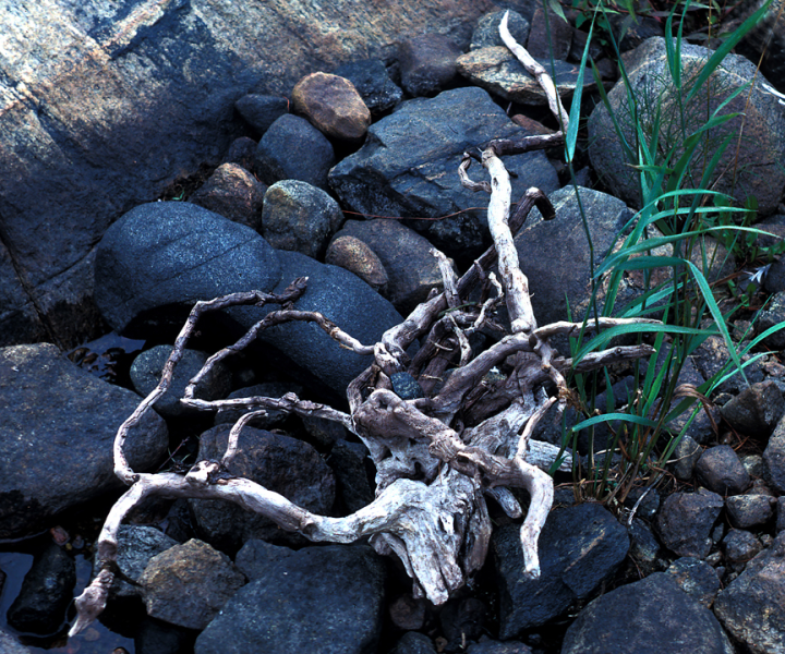 White Pacific driftwood on dark stones White Pacific driftwood on dark stones