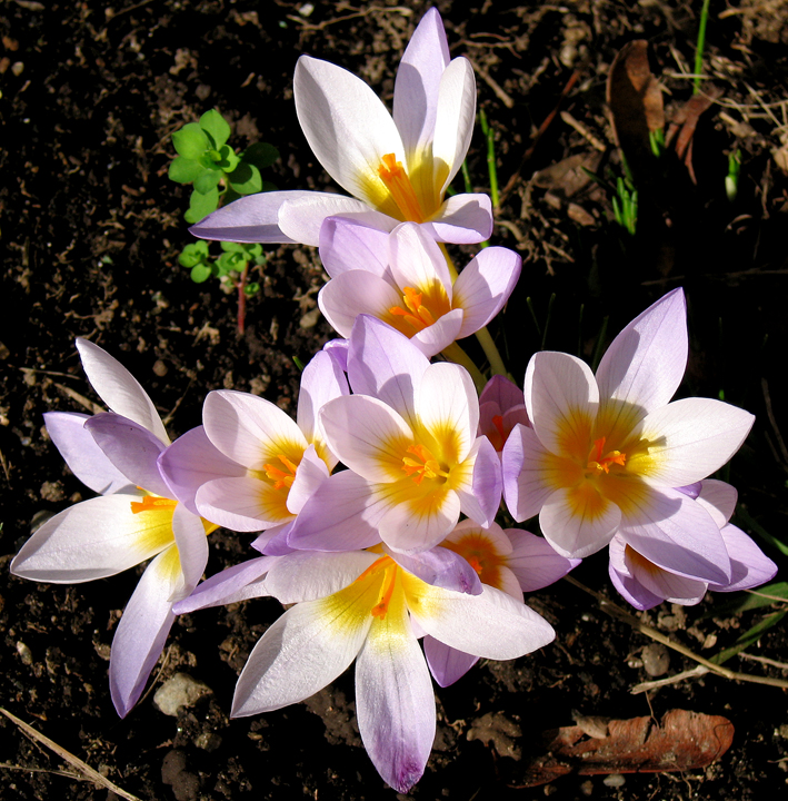 Early spring crocuses