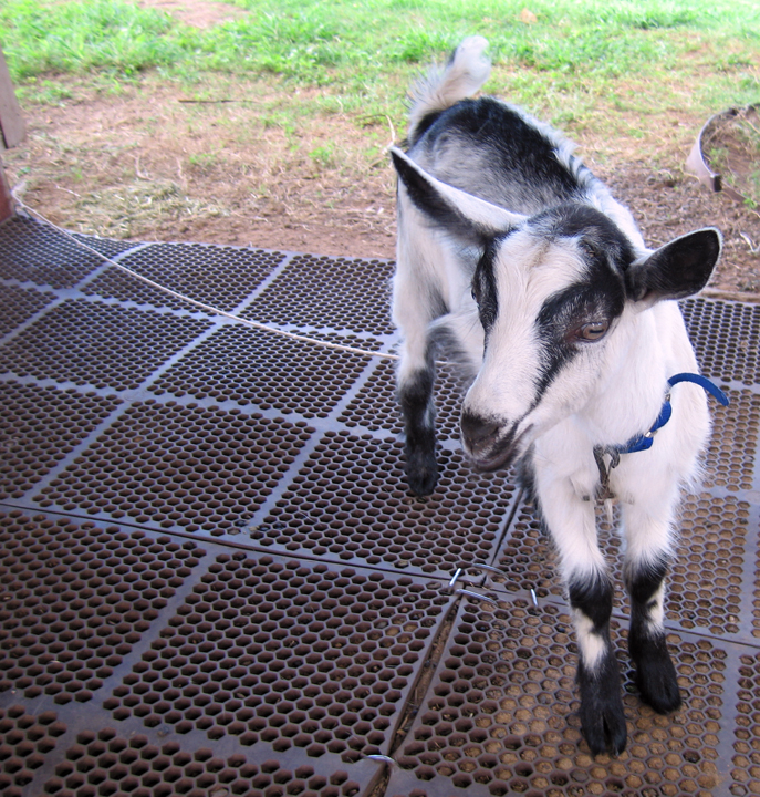 At the Surfing Goat dairy, Maui