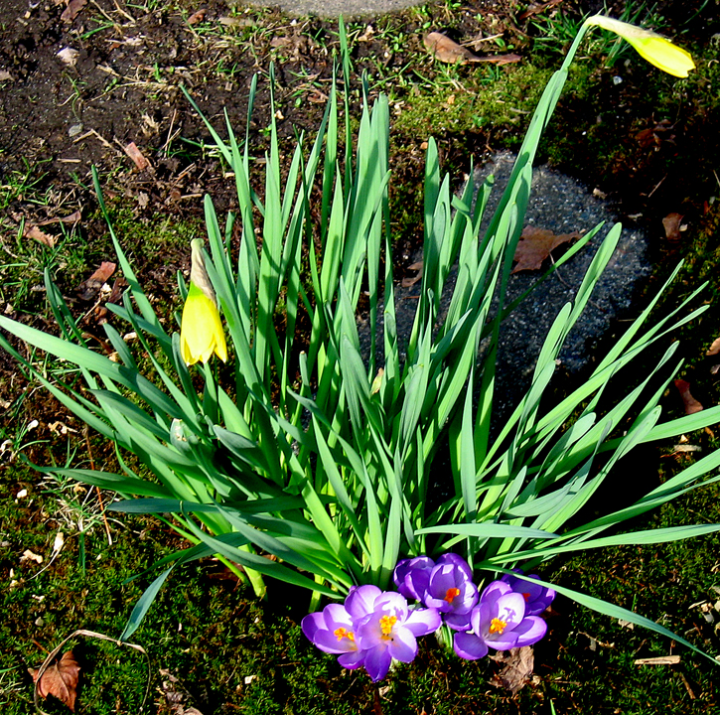 Daffodils and Crocuses