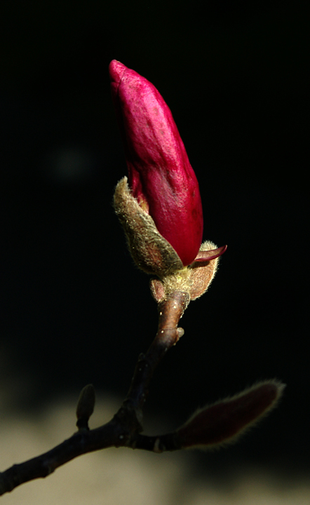 Swelling magnolia bud