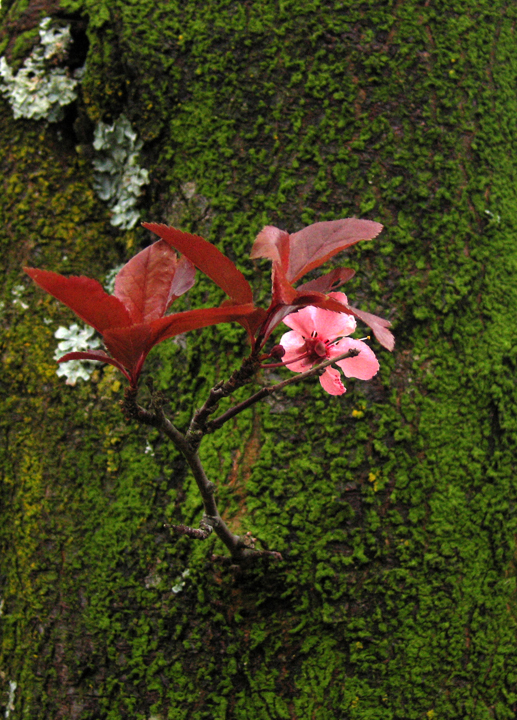 Small branch with pink blossom on mossy tree-trunk