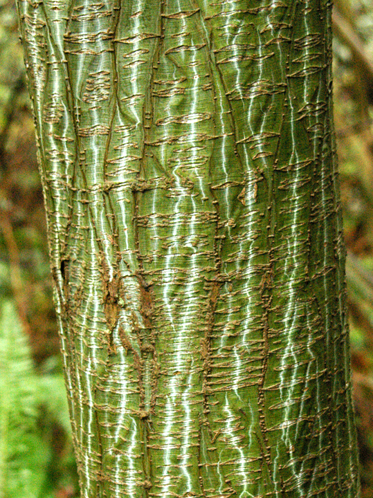 Skin of a snakebark maple