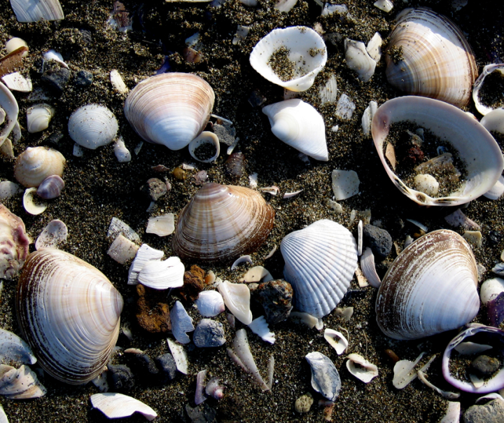 Shells on Makuhari beach